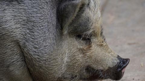 У Києві жінка завела в квартирі дику свиню