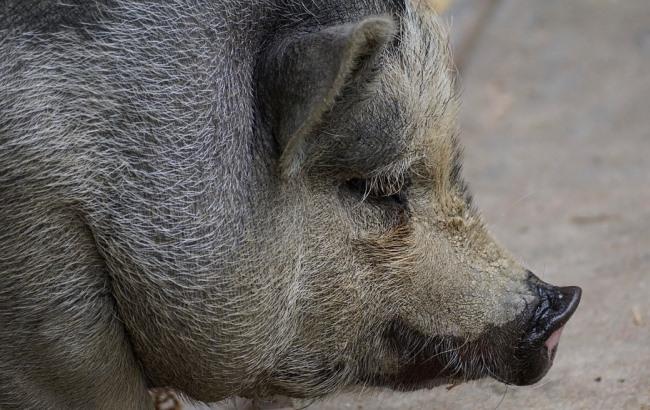 В Киеве женщина завела в квартире дикую свинью