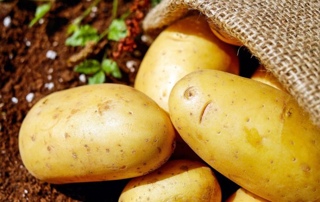 Картопля гниє на полях: експерти розповіли, що буде з цінами