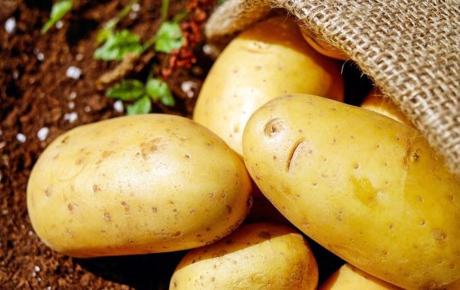 Вчені зі США з'ясували, коли люди вперше почали їсти картоплю