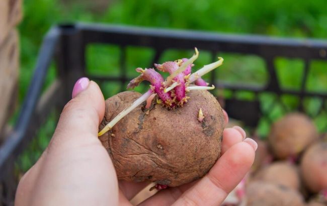 Ви ніколи не повірите, що станеться, якщо з'їсти пророслу картоплю