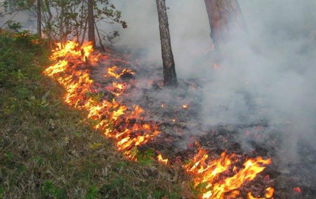 Синоптики предупреждают о высоком уровне пожарной опасности 26 августа
