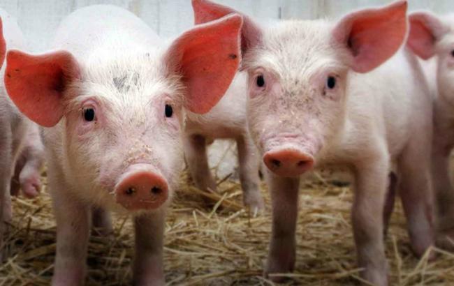 В Сумской области зафиксирован случай АЧС