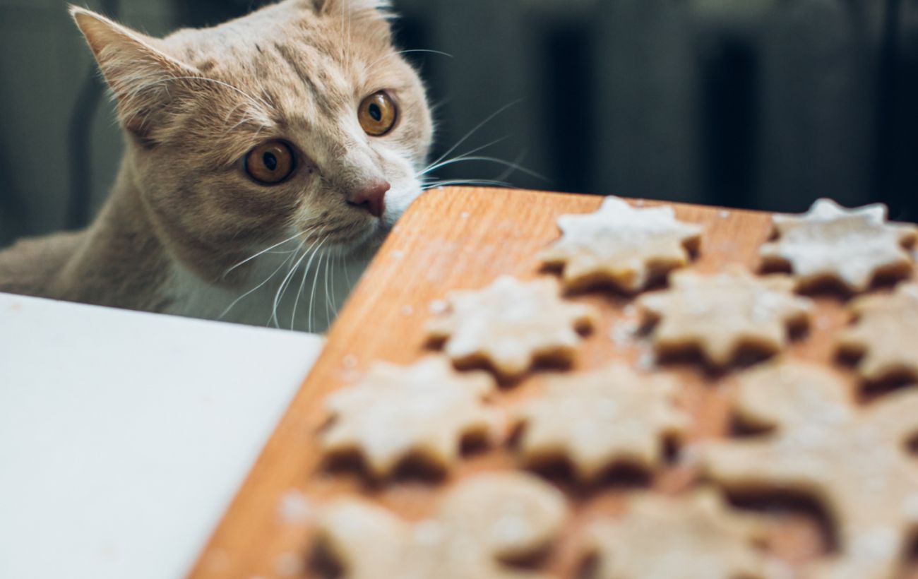 Можно ли давать сладости коту и собаке - что произойдет | РБК Украина