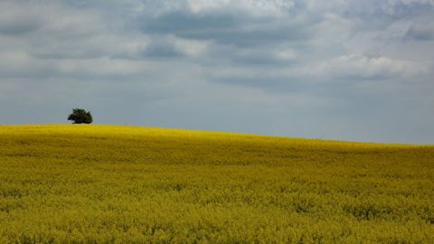 Скасування мораторію на землю підтримують близько 20% українців