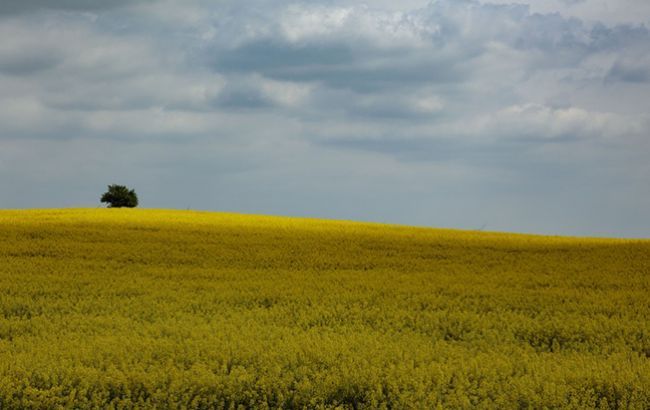 Рынок земли должен быть либеральным и без ограничений, - эксперт