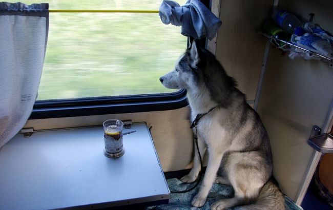 Сколько стоит провоз животного в поезде