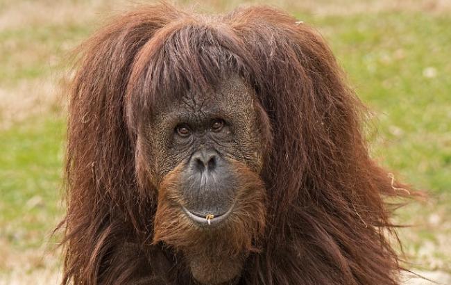 В австралійському зоопарку помер найстаріший орангутанг на планеті (відео)
