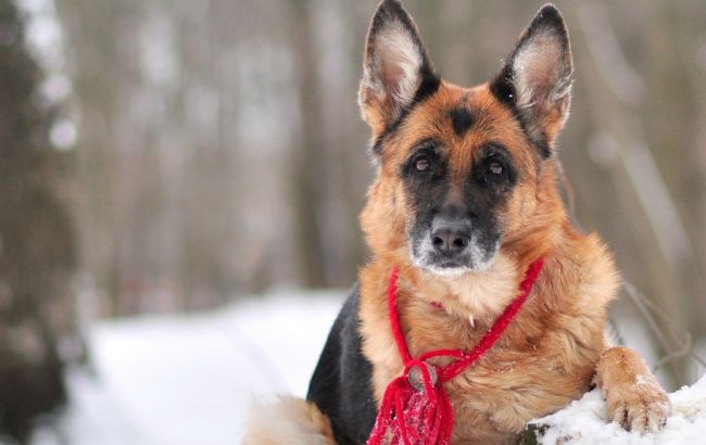 Погода на завтра: в Україні без опадів, температура до +4