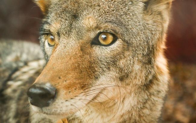 В Днепре спасли маленького волчонка, которого чуть не довели до смерти в частном зоопарке