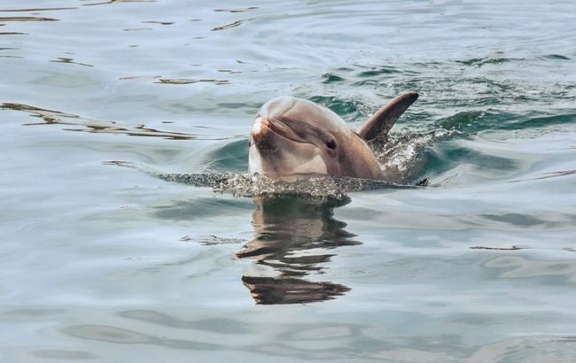 Прыгали прямо на людей: в Бердянске дельфины устроили игры с отдыхающими (видео)