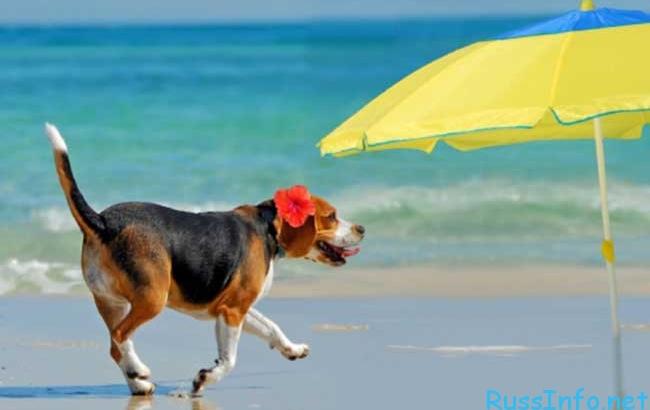 Погода на завтра: на западе Украины дожди, температура до +36