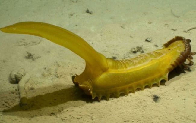 На дне Тихого океана нашли почти 40 новых видов животных: как они выглядят (фото)