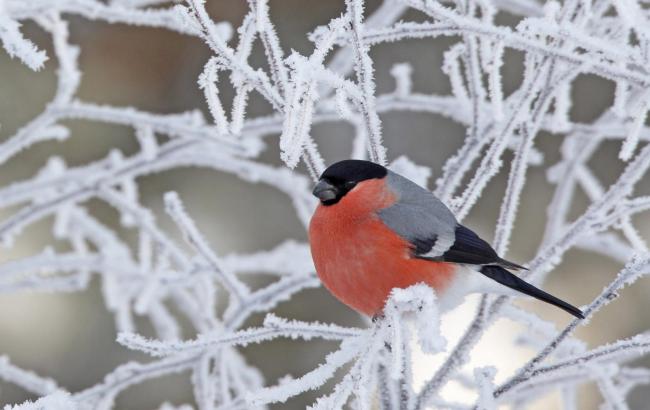Погода на сьогодні: в Україні переважно без опадів, температура до +3
