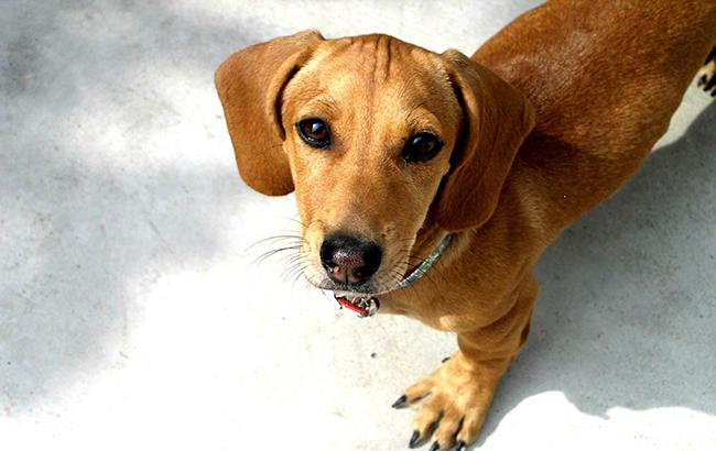 "Окопна" творчість бійця з Дніпропетровщини: вірші та "платтячко" для такси (фото)