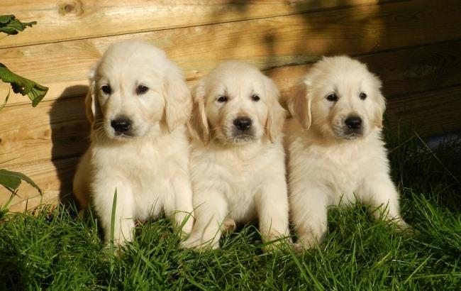 В Харькове полицейские спасли от коммунальщиков шестерых щенков