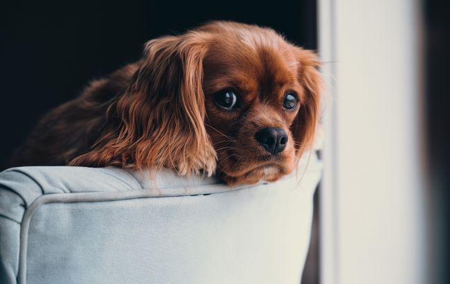 Як подбати про домашніх улюбленців у разі ядерного вибуху: інструкція