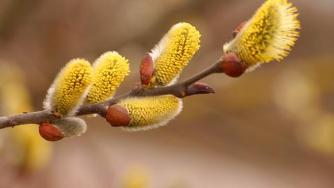 "Типова рання весна": синоптик розповіла українцям, чого чекати 6 березня