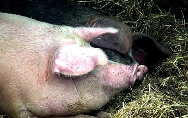 Путин и Кабаева томятся "в плену" у украинских военных