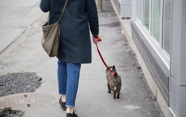 В сети озвучили размер штрафа украинцам, не убирающим за своими животными на улице