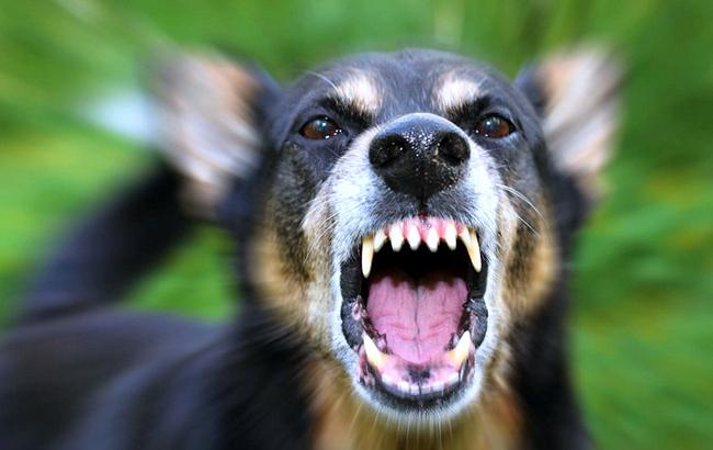 "А ви продовжуйте захищати": у Тернополі на жінку напала зграя собак