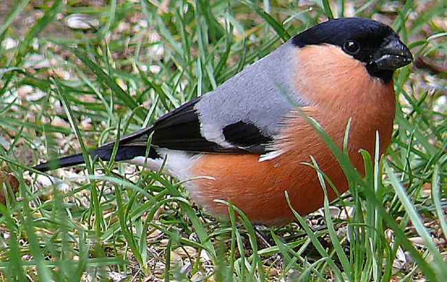 Почему мы видим снегирей только зимой и куда они исчезают летом?