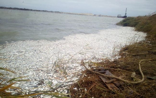 У Херсонській області зафіксували масовий замор риби