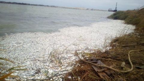 В Херсонской области назвали причину мора рыбы