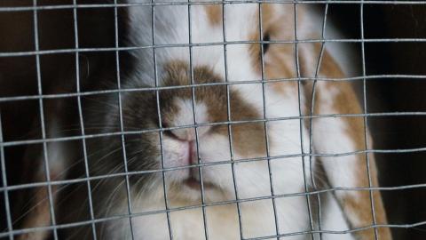 "Випалюють очі": зоозахисник розповів, як в Україні тестують косметику на тваринах