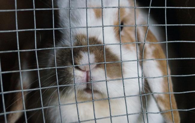 "Выжигают глаза": зоозащитник рассказал, как в Украине тестируют косметику на животных