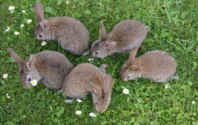 В Ивано-Франковской области появился неведомый зверь, который душит кроликов