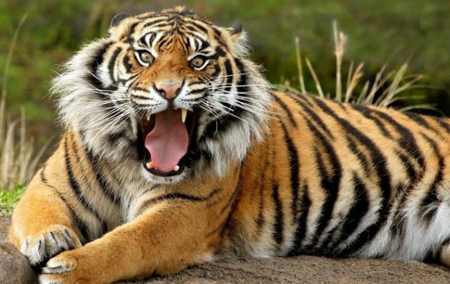 В Індії зловили тигра, який вбив шість осіб
