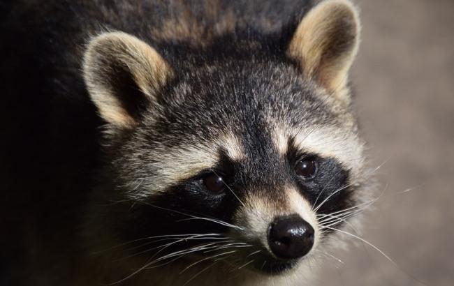 "Шансов на выживание было немного": в Киеве спасли енота (фото)