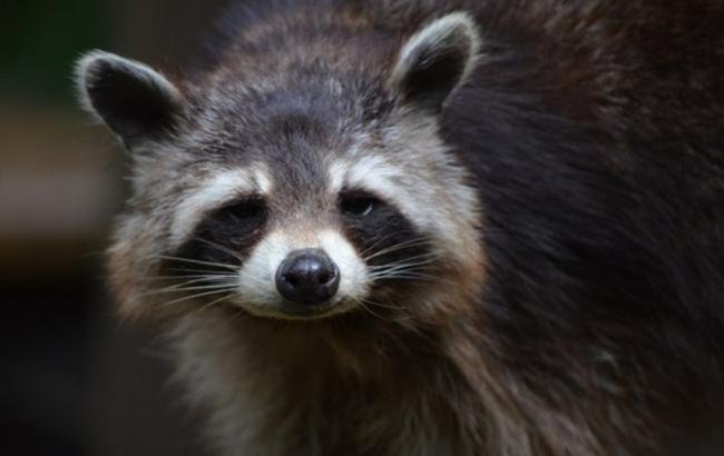 Очаровательные еноты резвятся с пузырями