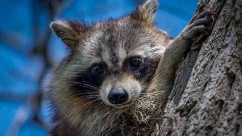 Топ-5 животных, которых невозможно приручить или одомашнить