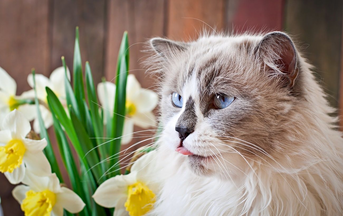 Небезпека весни для улюбленців: ці популярні квіти можуть отруїти кота чи собаку