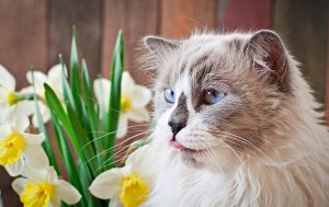 Небезпека весни для улюбленців: ці популярні квіти можуть отруїти кота чи собаку