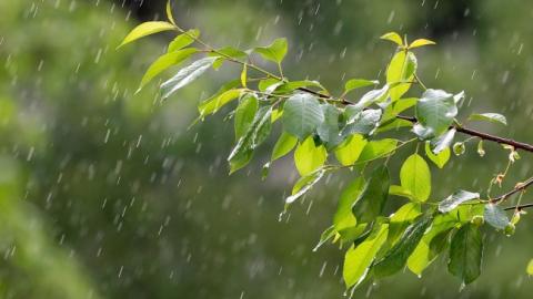 "Дощі завадять збору врожаю": синоптик розповів, якою буде погода цього літа