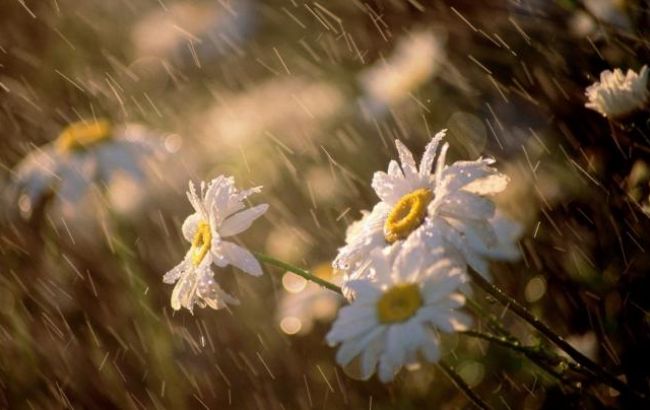 Погода на сегодня: в Украине преимущественно дожди, температура до +32