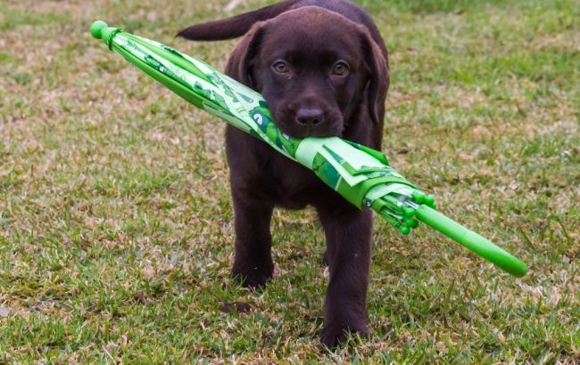 Погода на сегодня: в Украине местами дожди, температура до +18