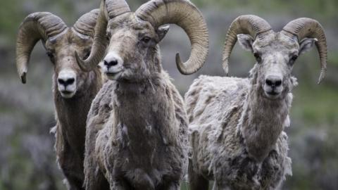 Орлуша розповів про "двох баранів", які зустрілися на українському кордоні