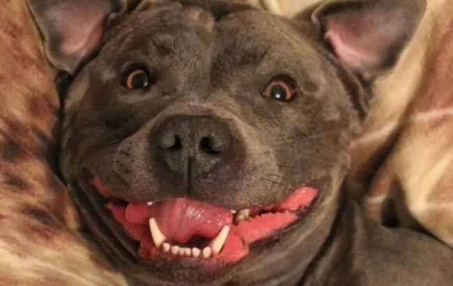 "Улыбающийся" терьер стал звездой Instagram