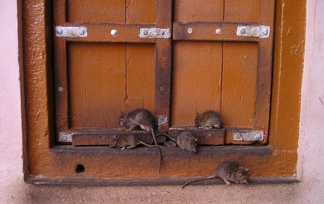Не берет даже отрава: в Одессе нашествие крыс