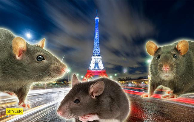 В Париже из-за наводнения началось нашествие крыс (видео)