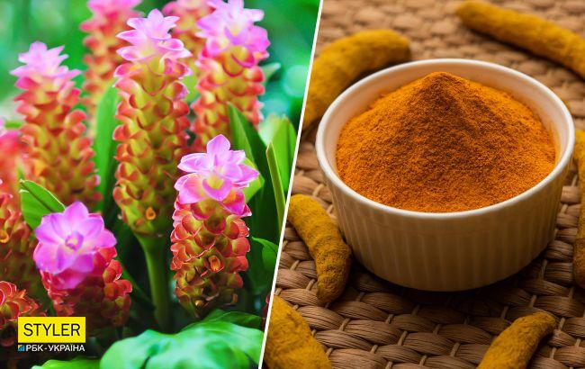 Куркума - не только специя, но и роскошный цветок: как вырастить его дома