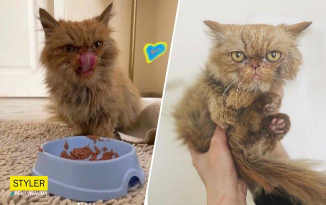 У спасенной из Бородянки кошки  появился Instagram: пушистик стала символом борьбы и отваги