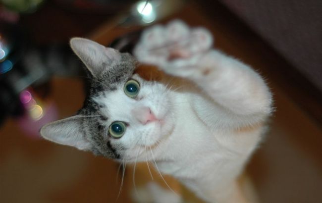 Ученые выяснили, что большая часть кошек - левши