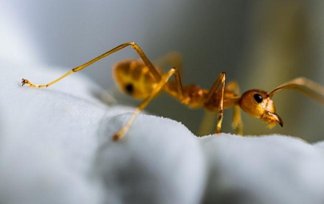 Дерзкая попытка: муравей пытался украсть с витрины бриллиант (видео)