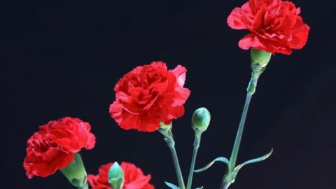 У Запоріжжі осквернили пам'ятну дошку добровольцям