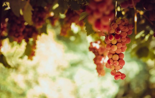 В Україні обвалилися ціни на виноград: виробники скаржаться, що працюють у збиток